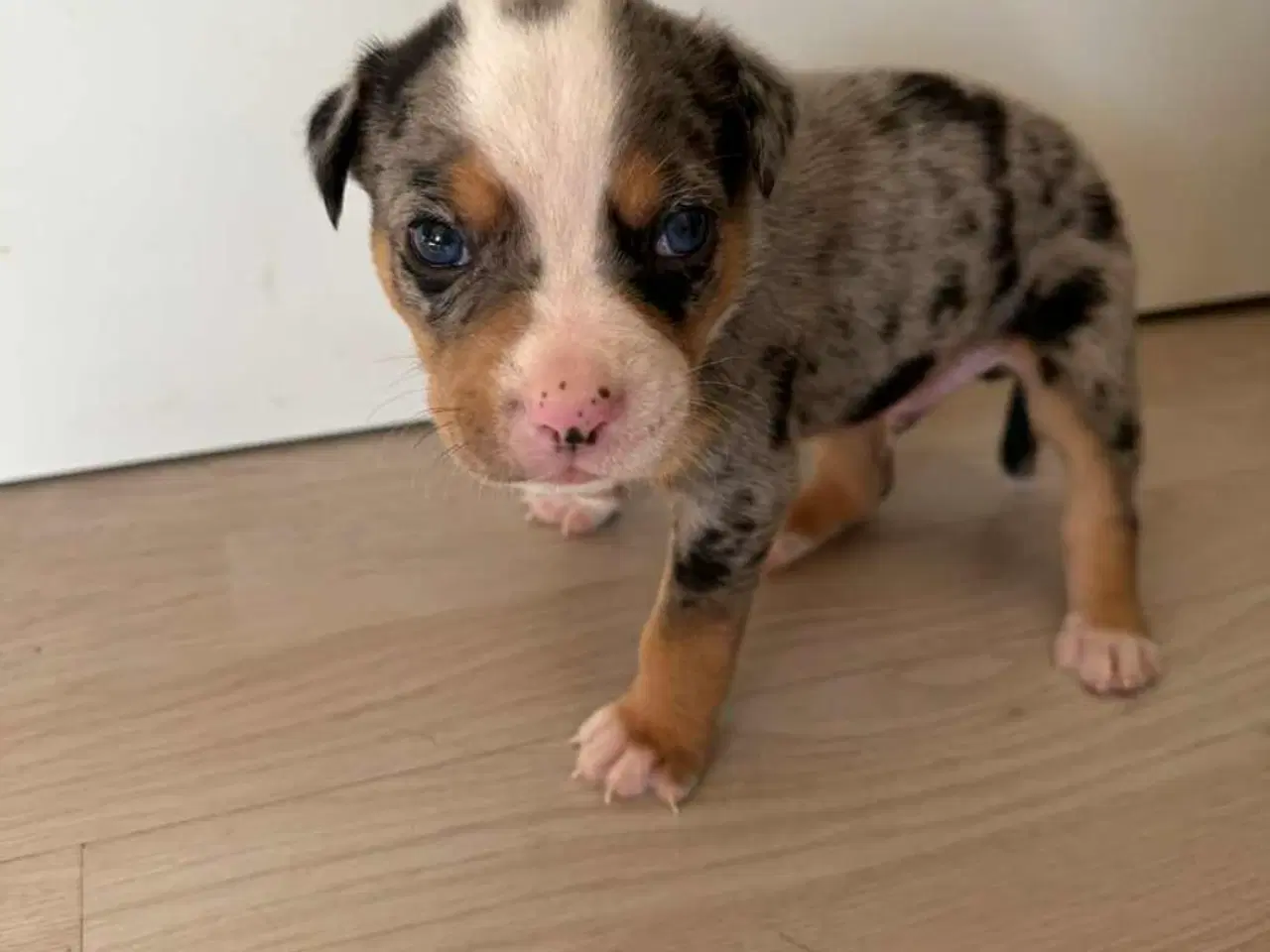 Billede 7 - Bull-Aussie