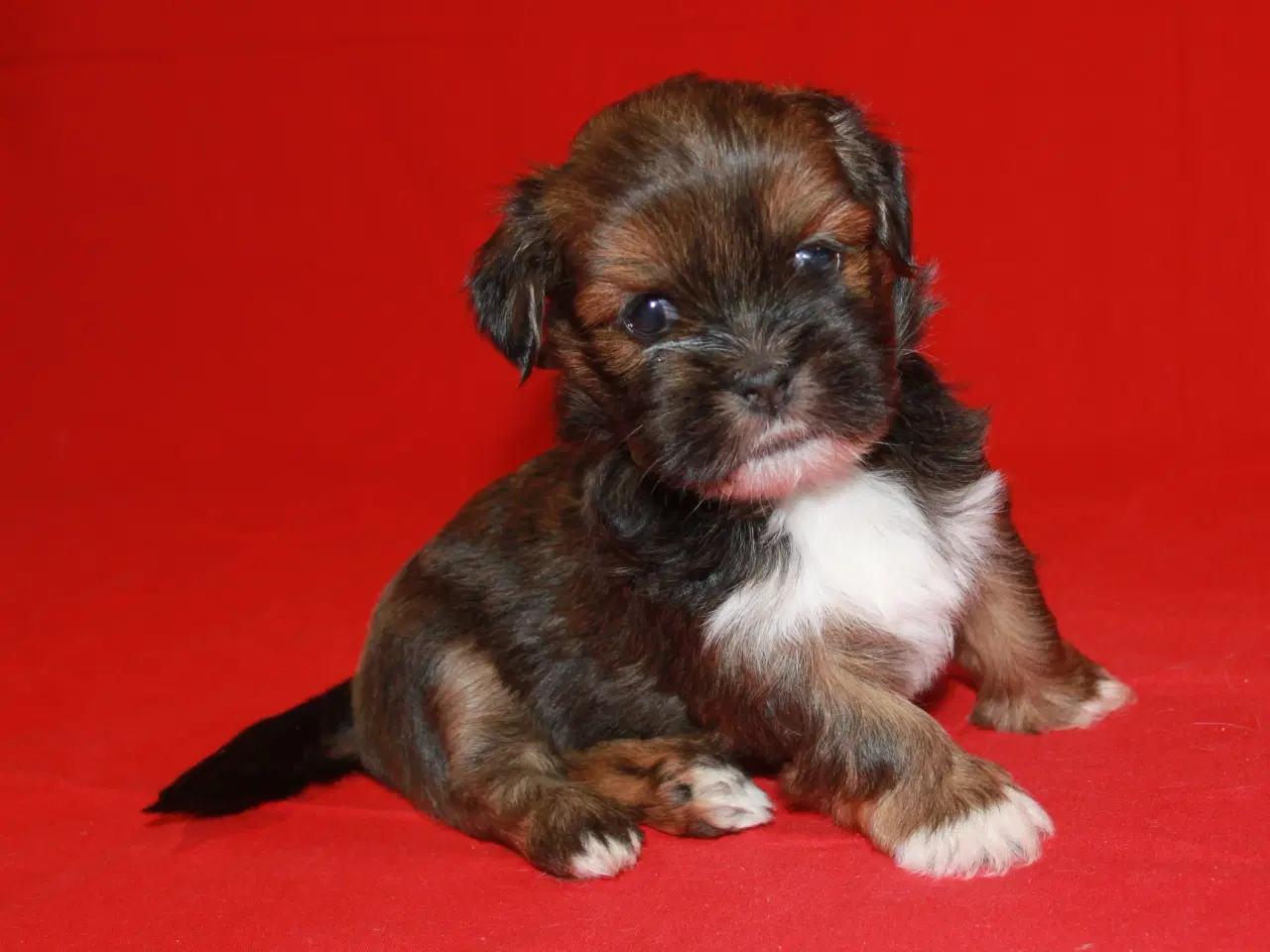 Billede 7 - Lhasa Apso hvalpe