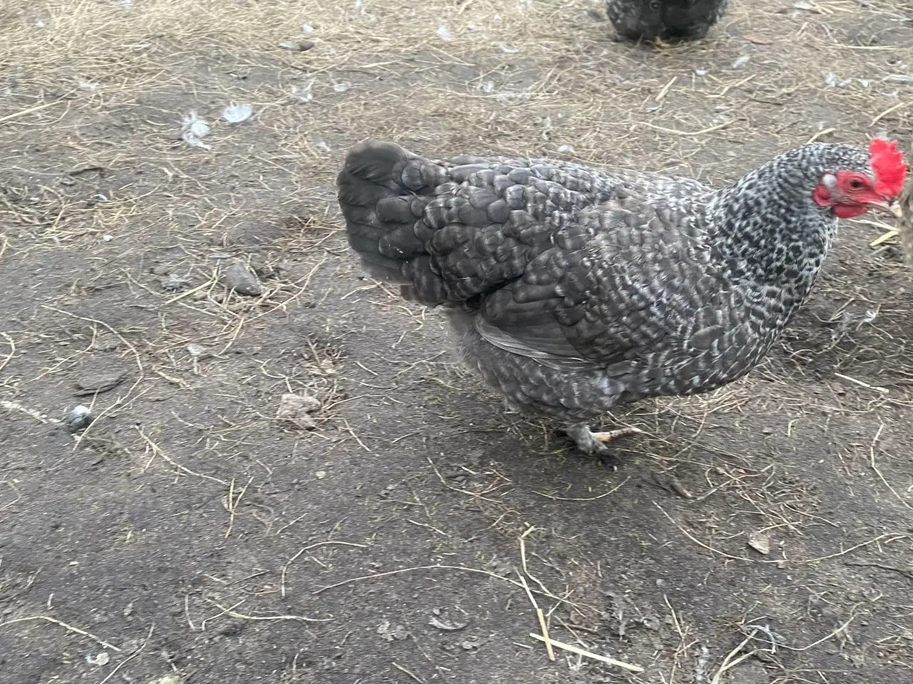 Billede 2 - Kochin dværghøns