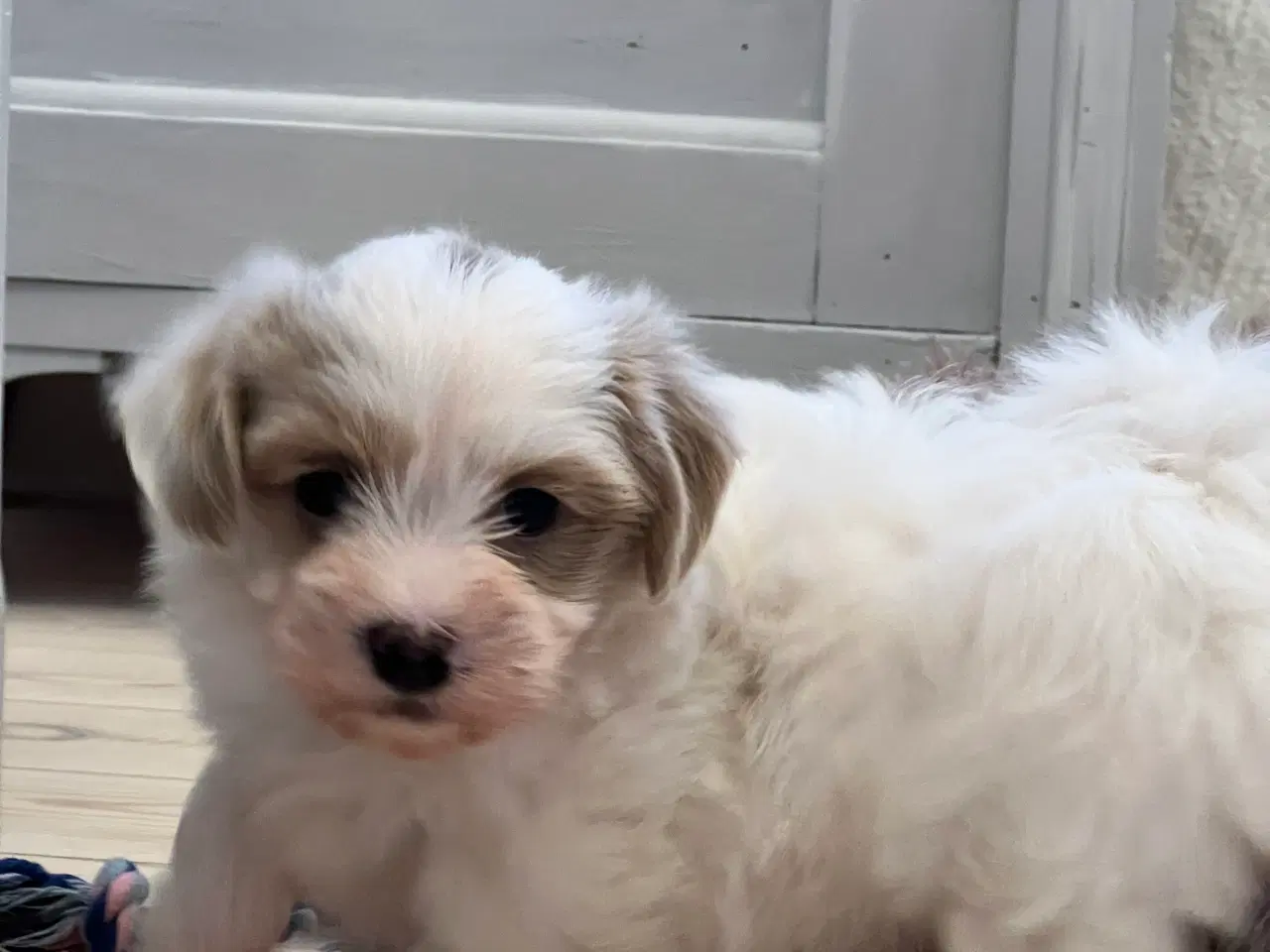 Billede 7 - Sødeste Bichon Havanais 