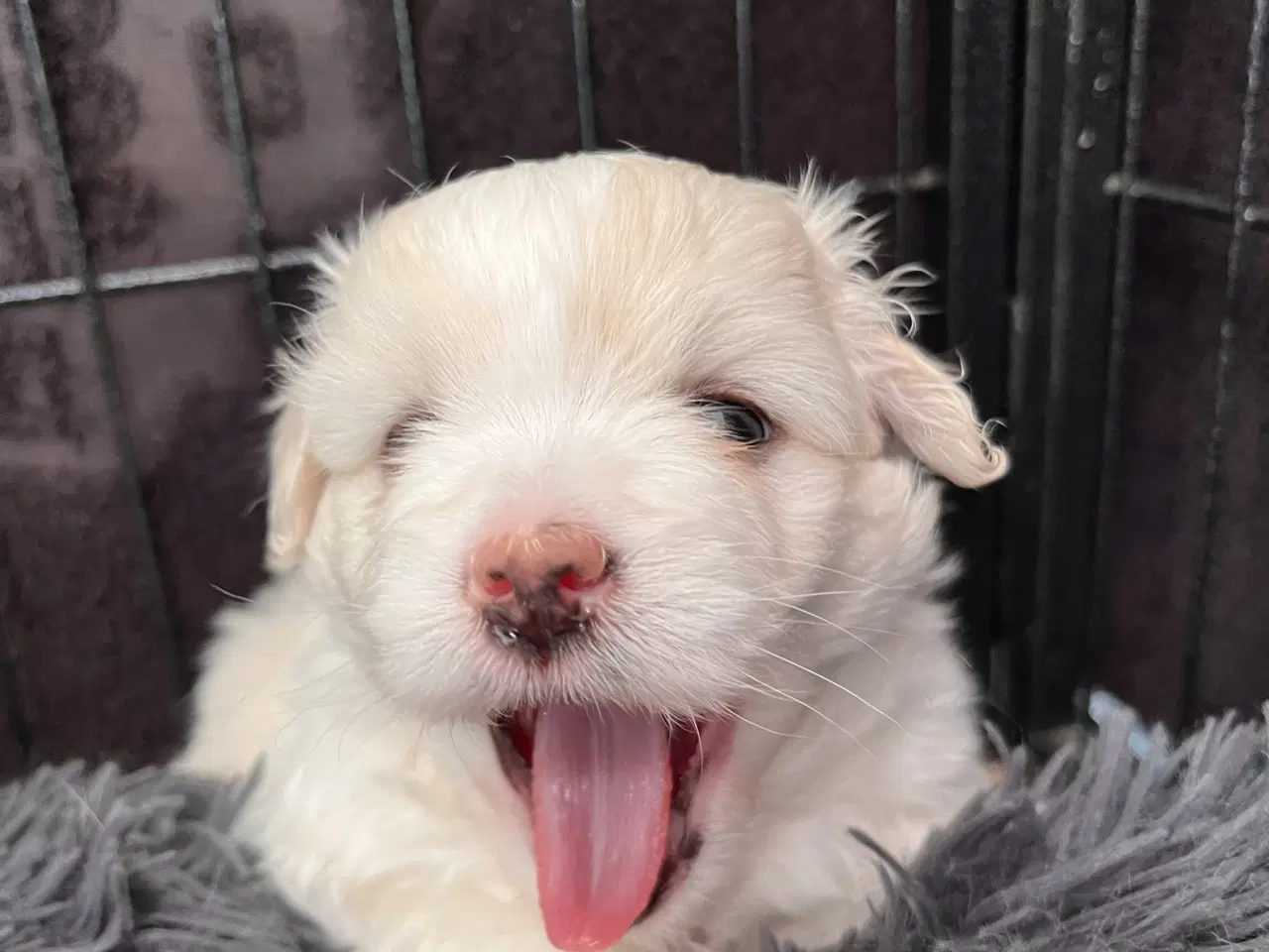 Billede 2 - Coton De Tulear FYN