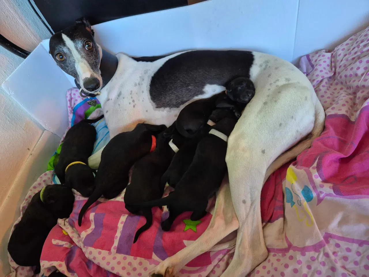 Billede 9 - Unikke Whipoodle