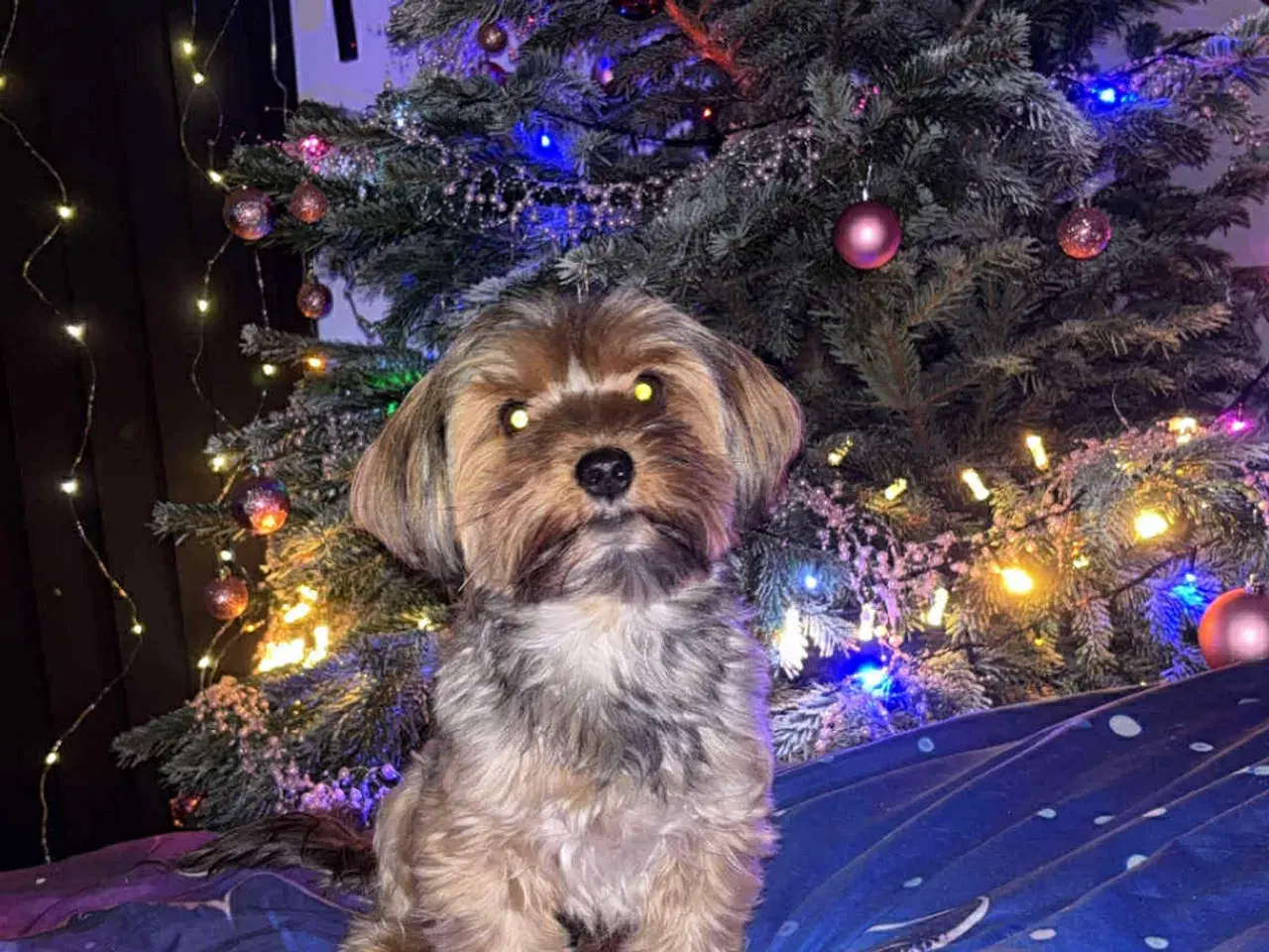 Billede 7 - Yorkshire terrier hvalpe