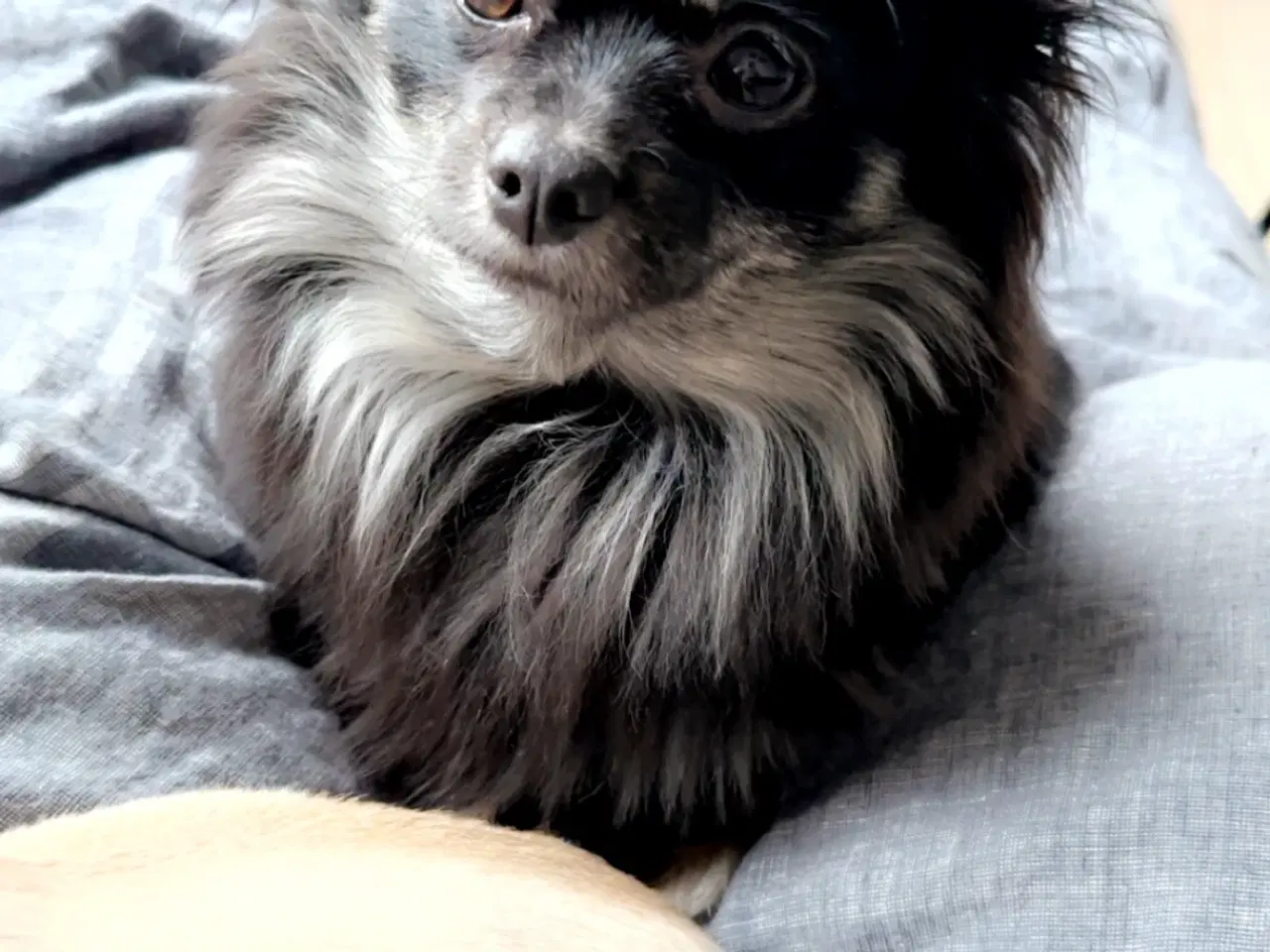 Billede 8 - Pomeranian / chihuahua 