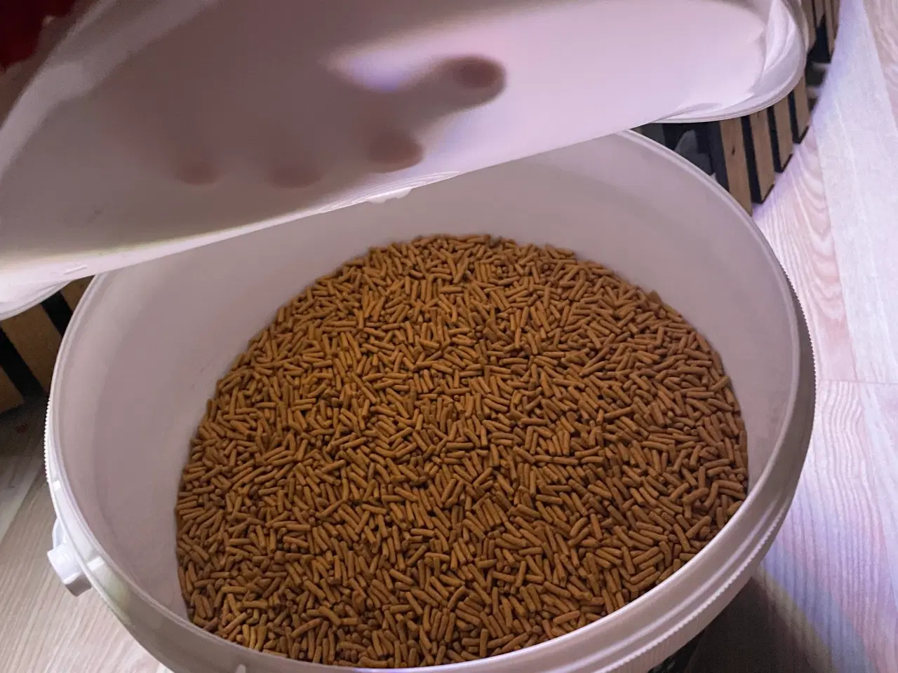 Billede 7 - Store akvariefisk m. Mad