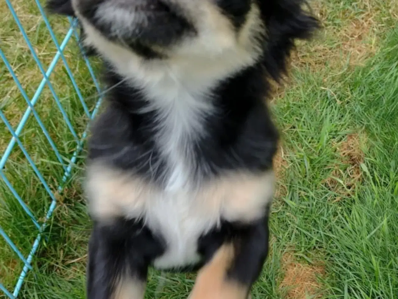 Billede 7 - Chihuahua dreng 