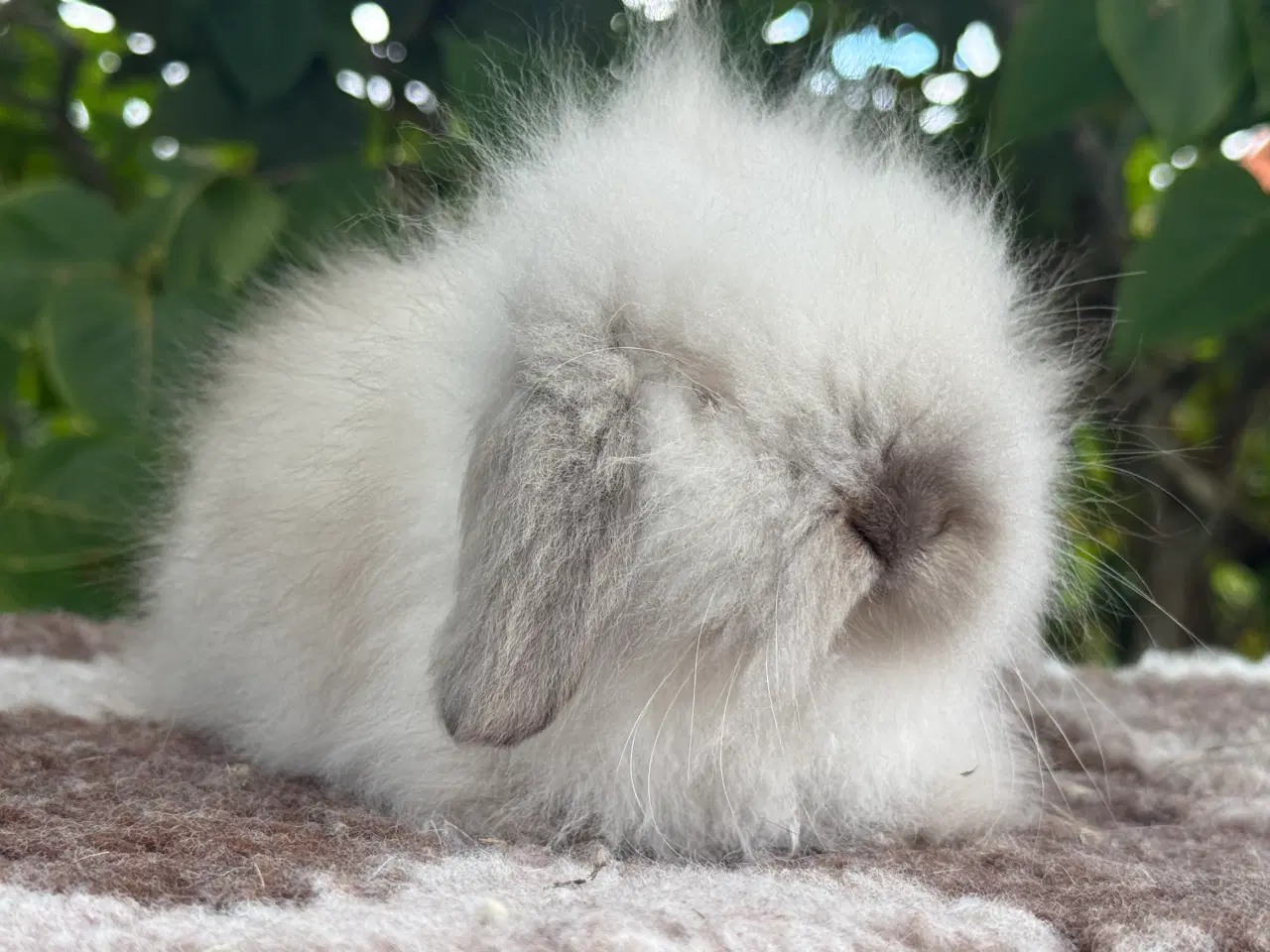 Billede 5 - Mini lion lop pige