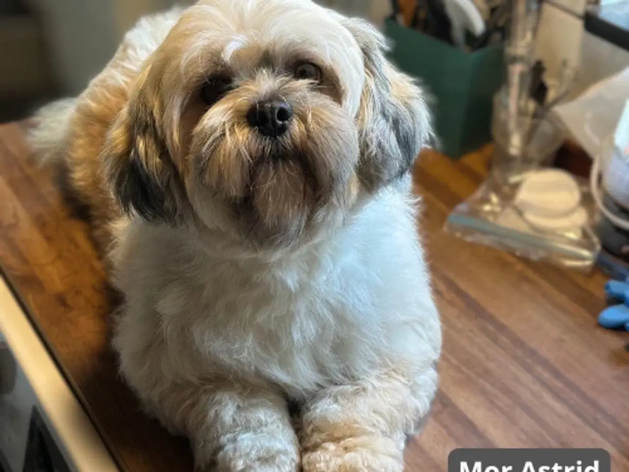 Billede 8 - Skønneste blandingshvalpe af Shih Tzu og Lhasa Aps