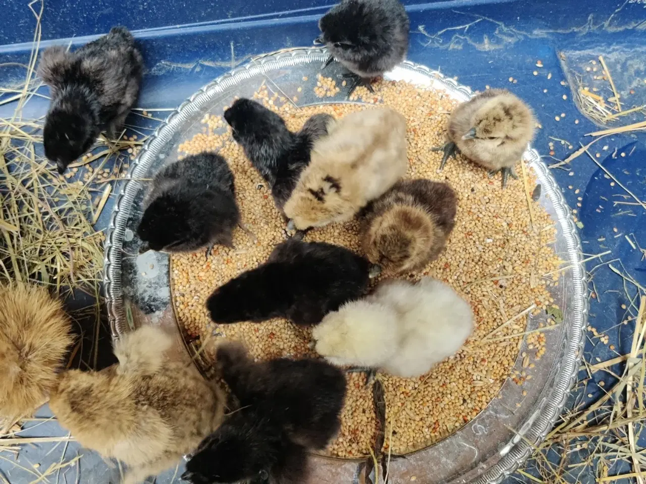 Billede 4 - Dværg silke/daggamle kyllinger 