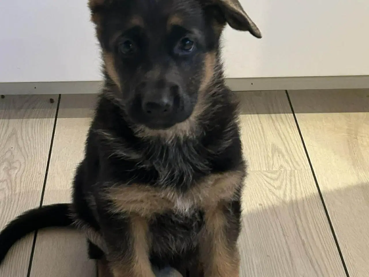 Billede 5 - Charmerende schæfertævehvalp