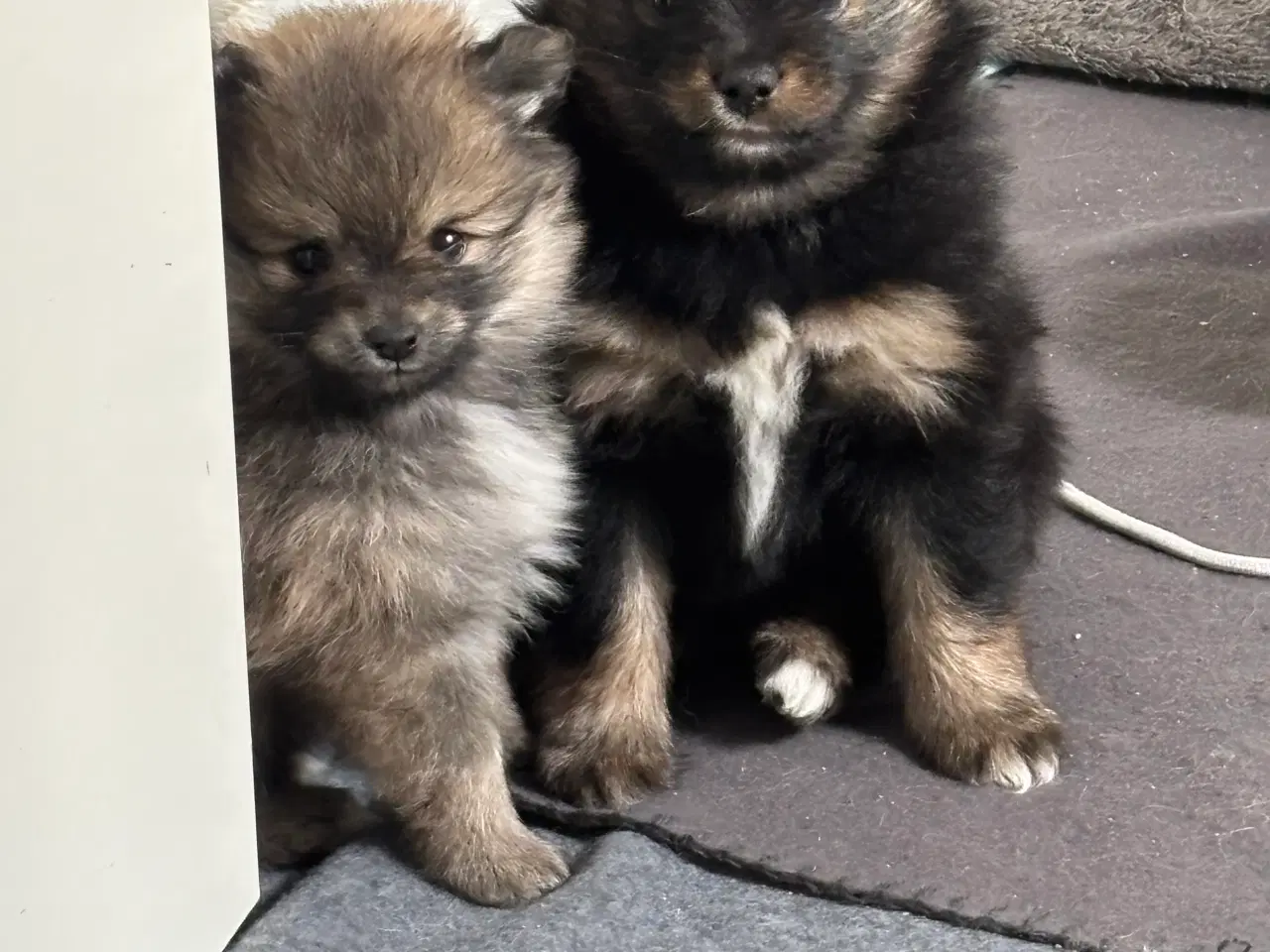 Billede 9 - Pomeranian hvalpe 