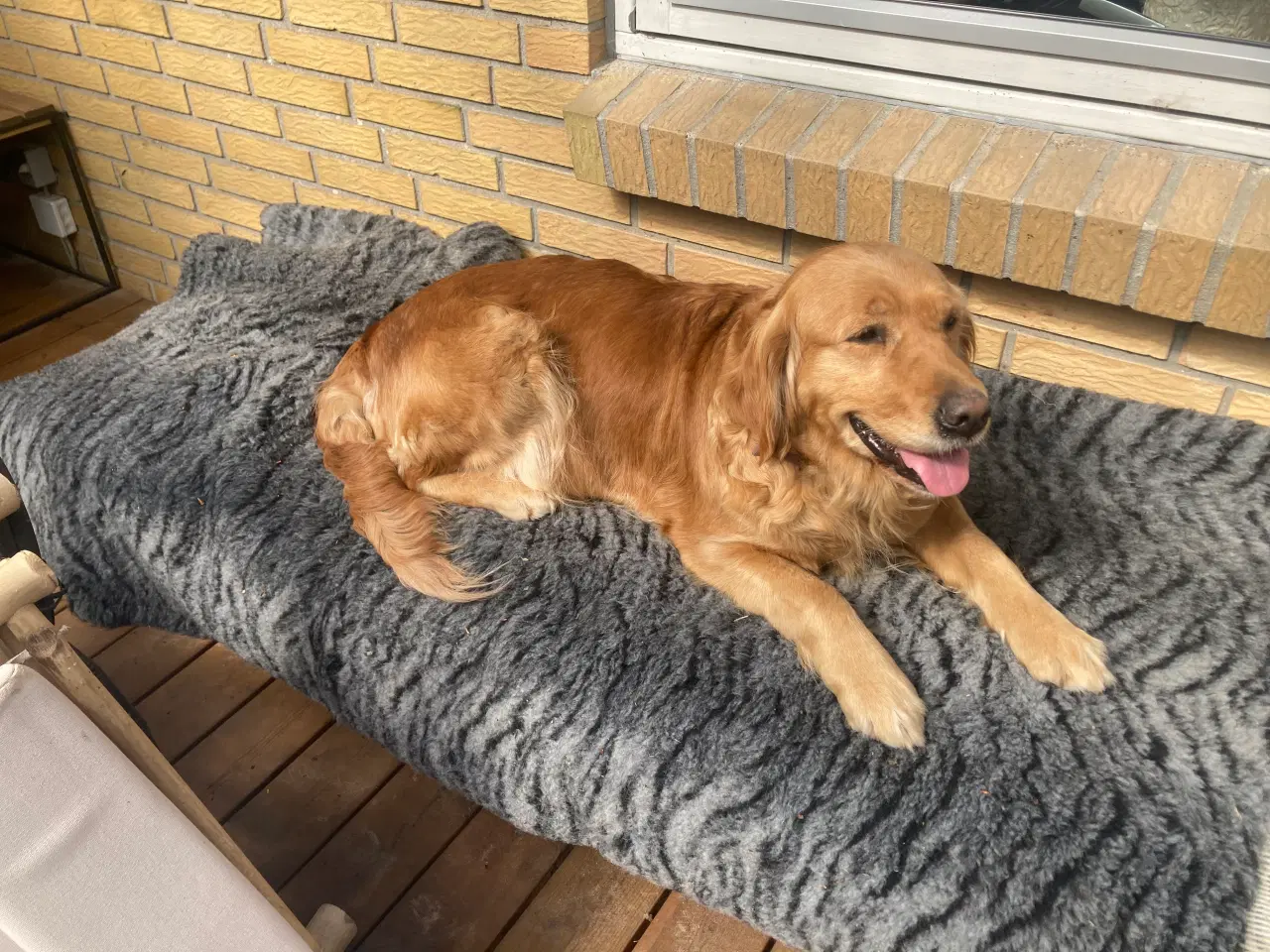 Billede 3 - Golden Retriever hvalpe