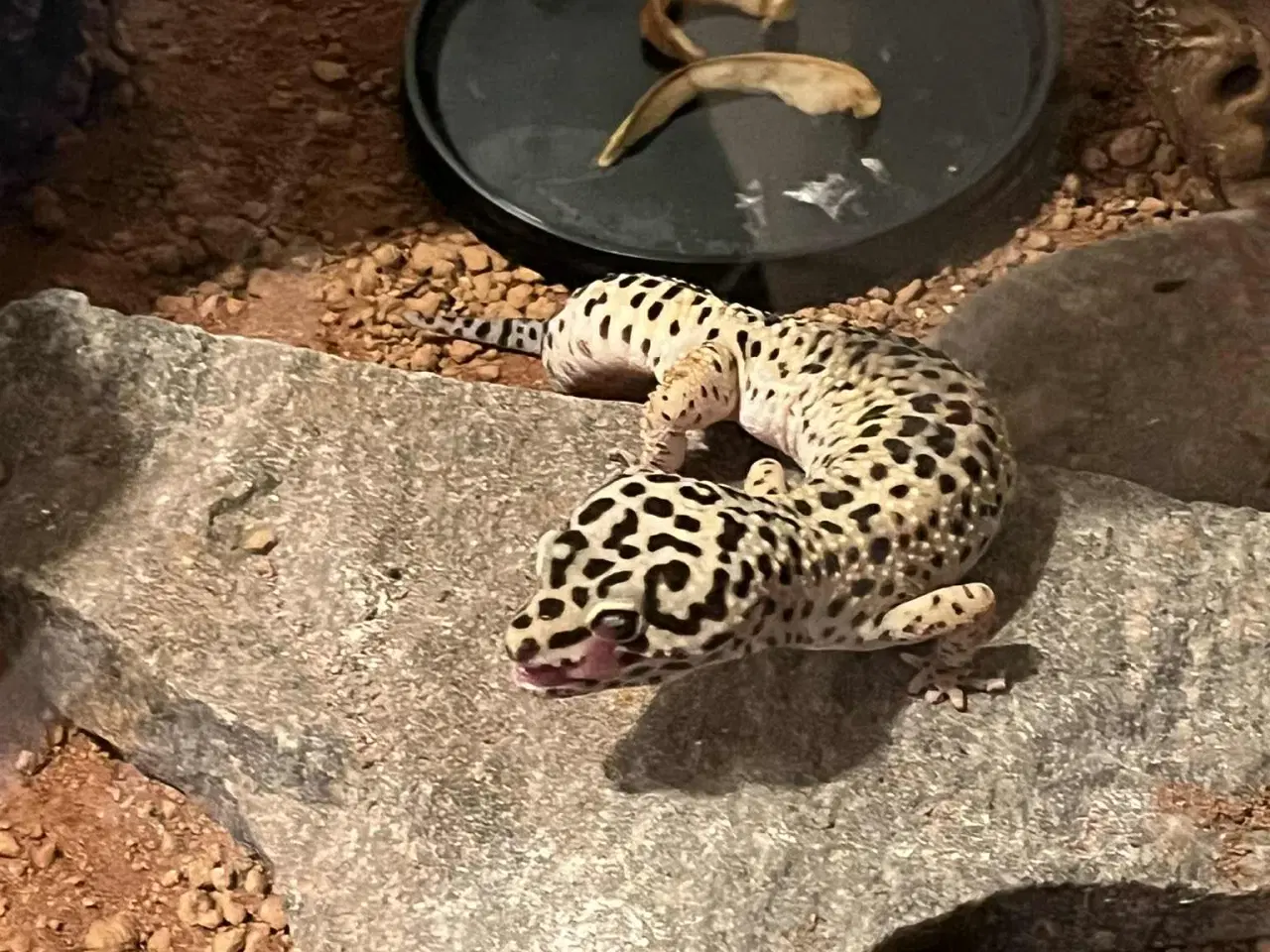 Billede 4 - Leopardgekko, han, med terrarie