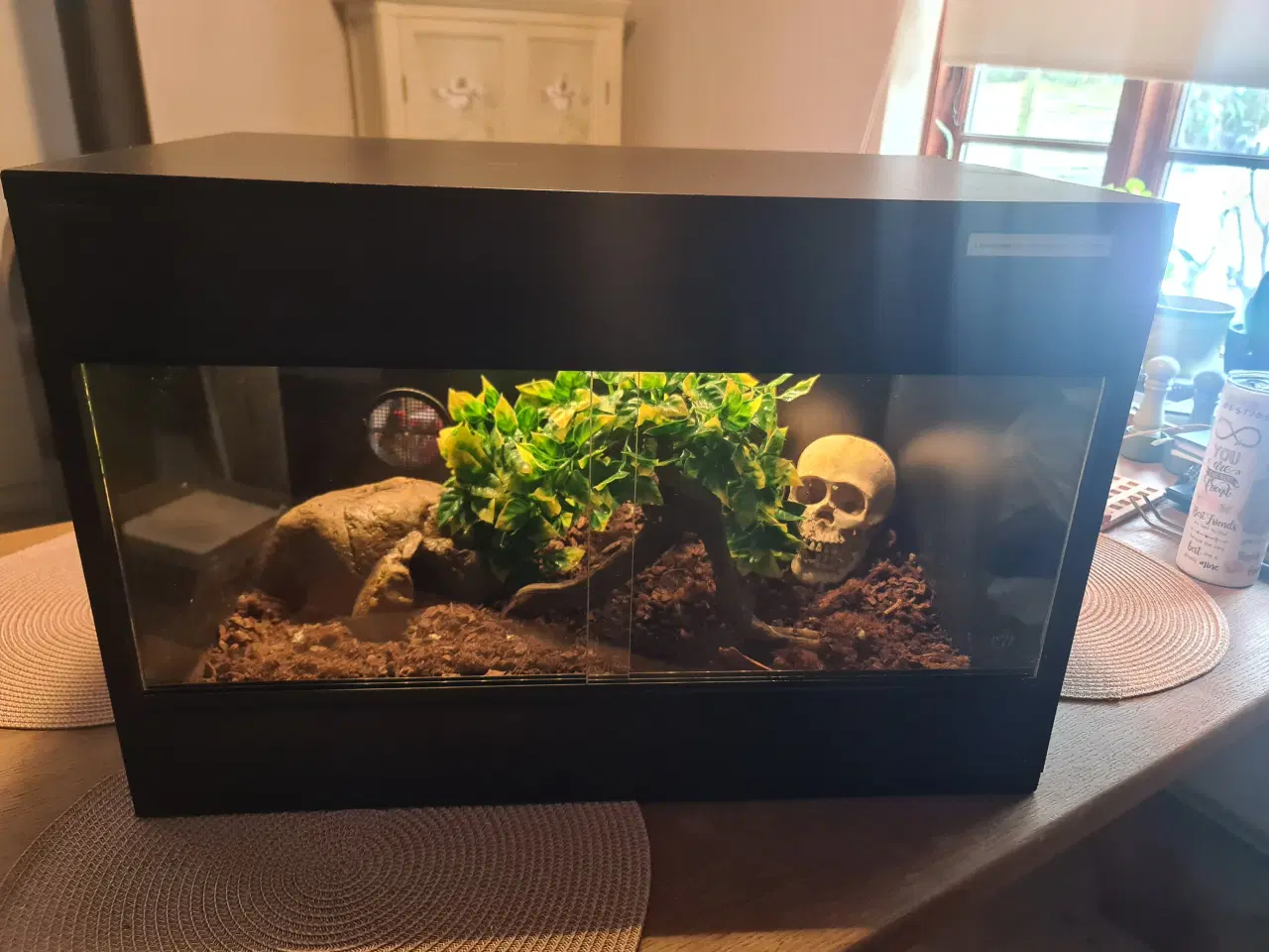 Billede 9 - Sinaloa snog inkl. terrarie