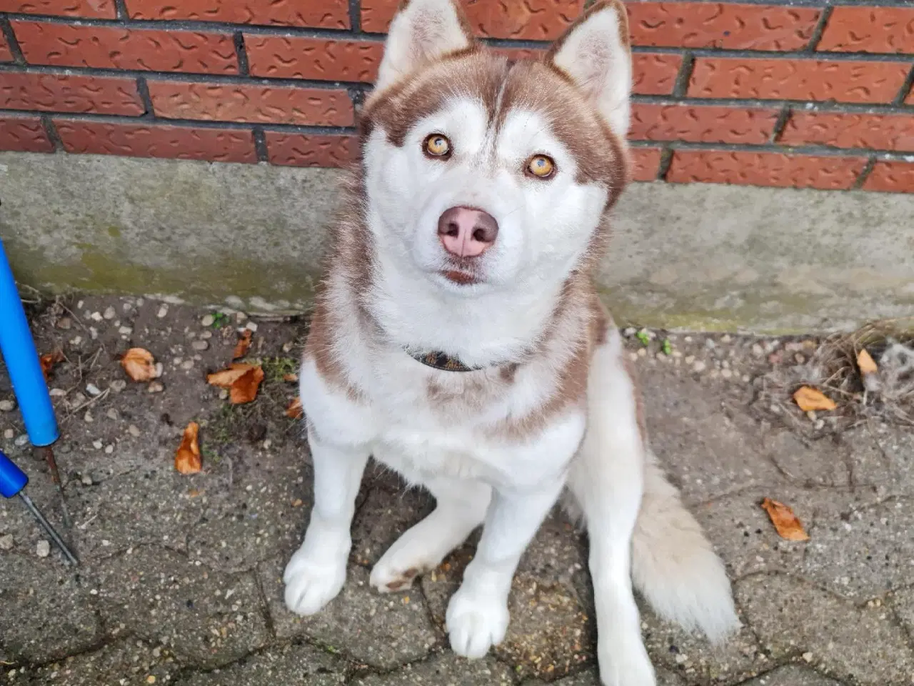 Billede 6 - Dejlig husky pige på 3 år søger nyt hjem