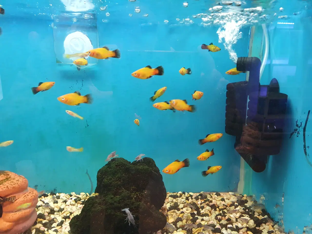 Billede 13 - đ Platy akvariefisk sĂŚlges â flotte farver og sun