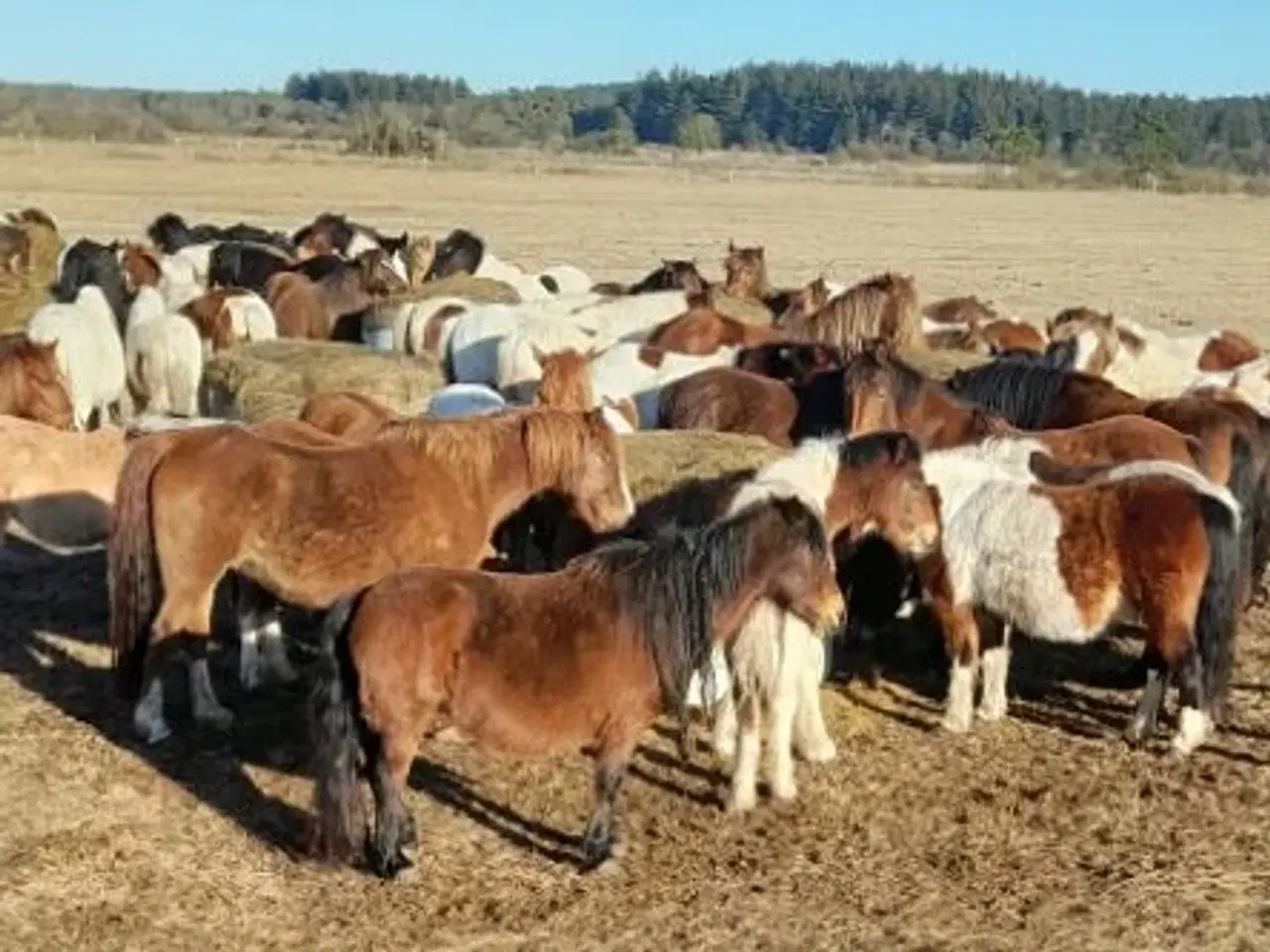 Billede 1 - 50 stk. 1 års plage