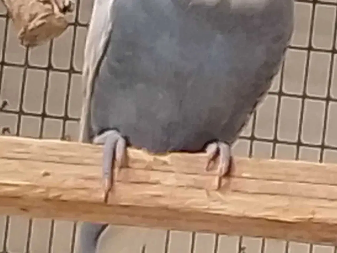 Billede 2 - Undulater