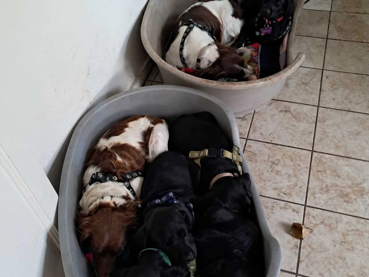 Billede 10 - Springador hvalpe