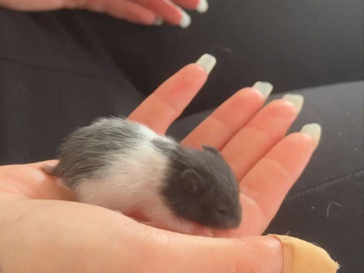 Billede 4 - Guldhamster unger sælges