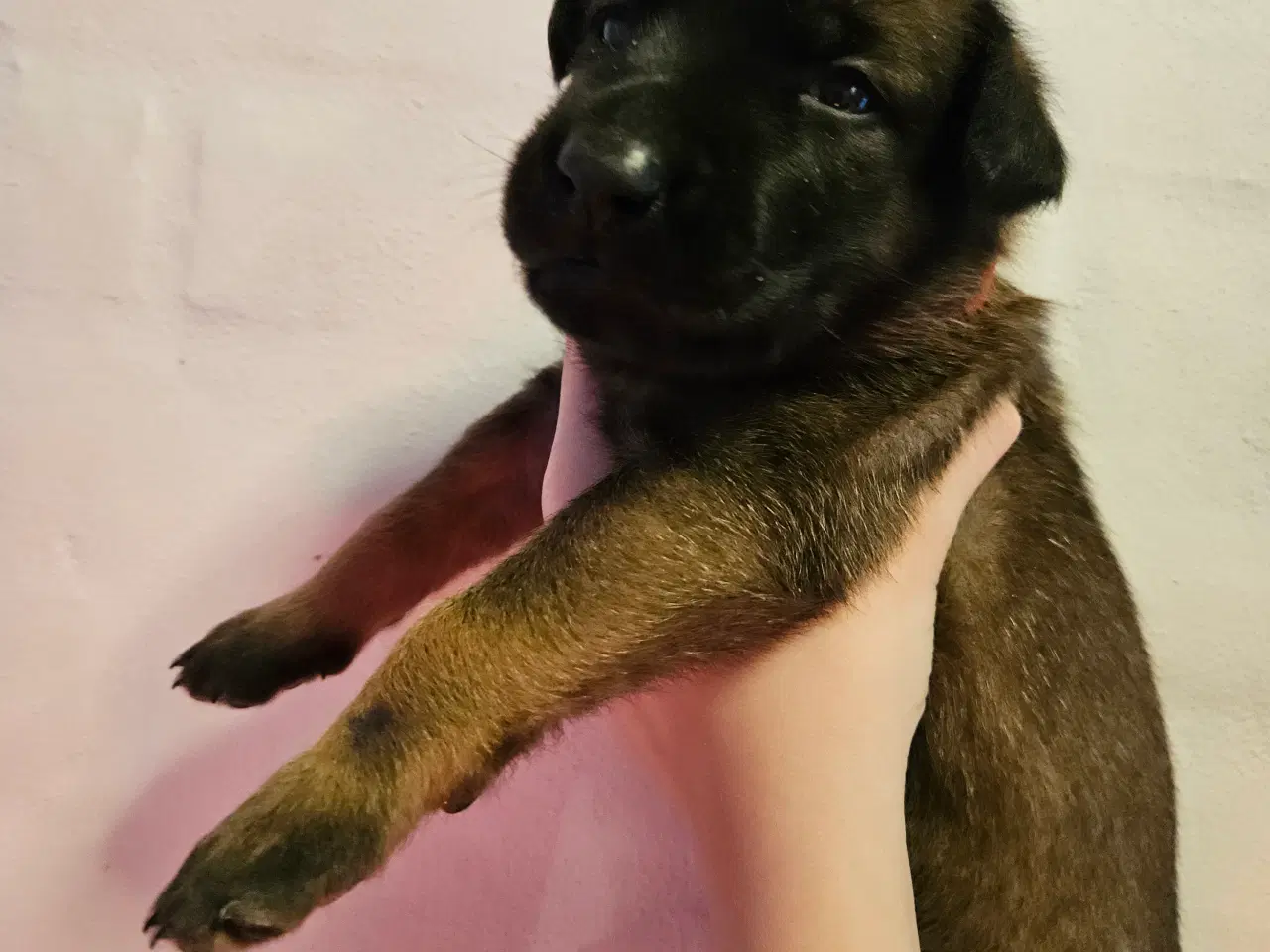 Billede 13 - Belgisk Malinois - Hvalpe - med stamtavle