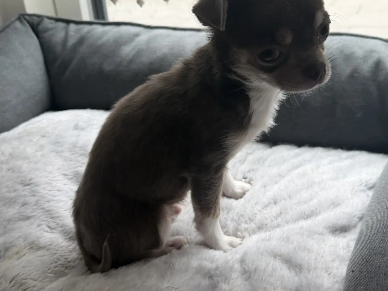 Billede 5 - Brun Chihuahua