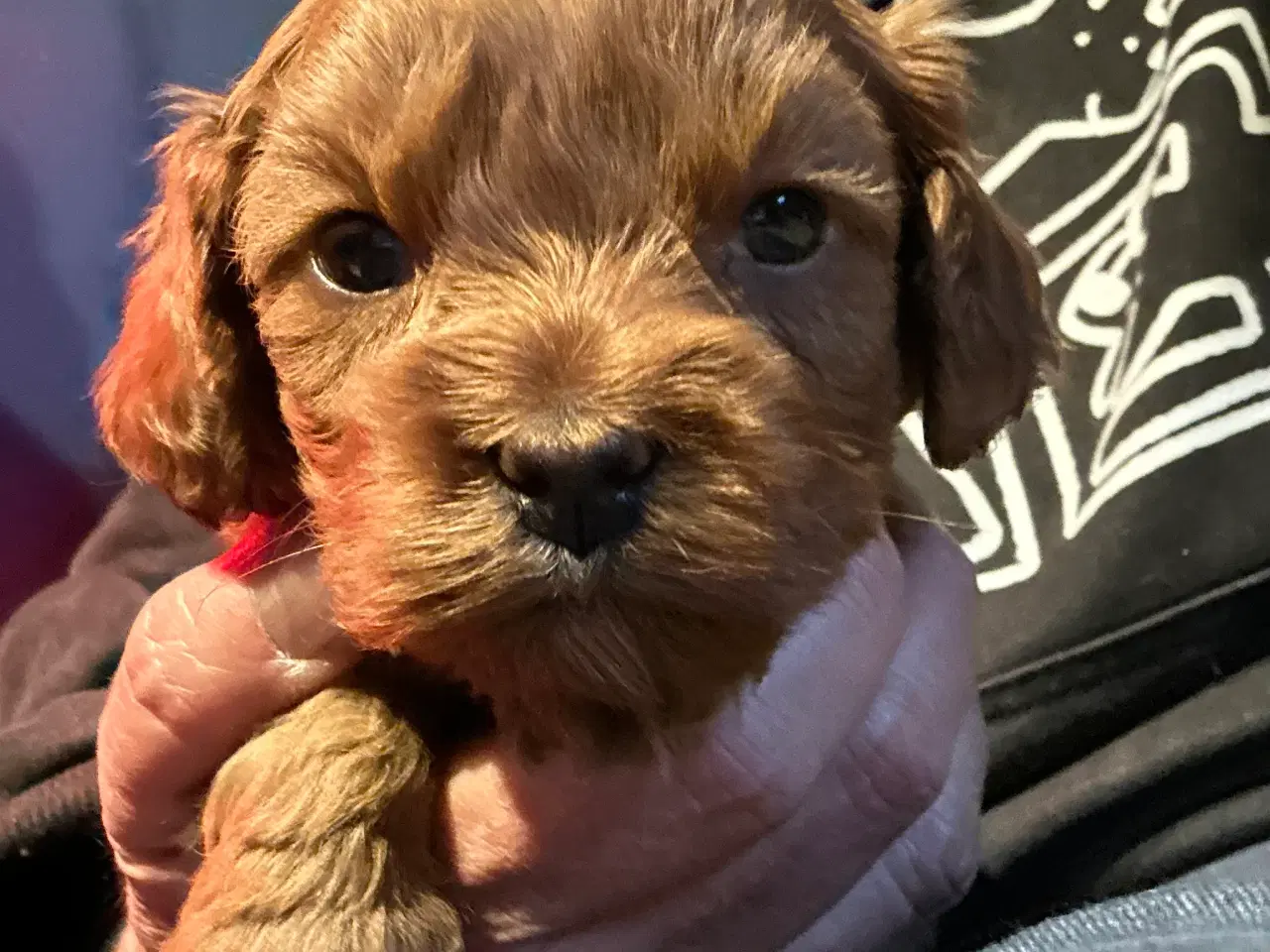 Billede 18 - Mini Cavapoo F2