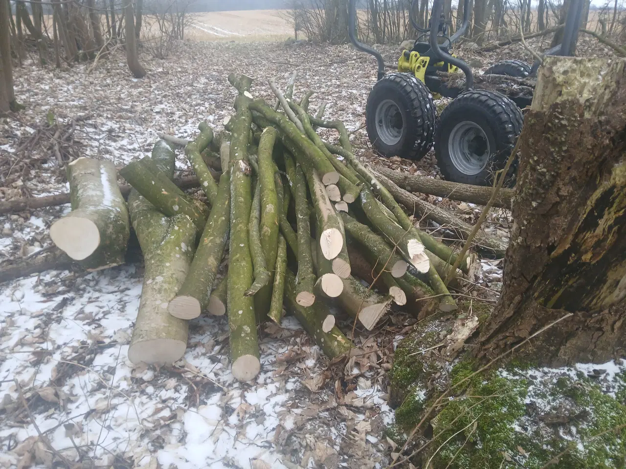 Billede 15 - Ahorntræ fældet og parteret i stamme og grene