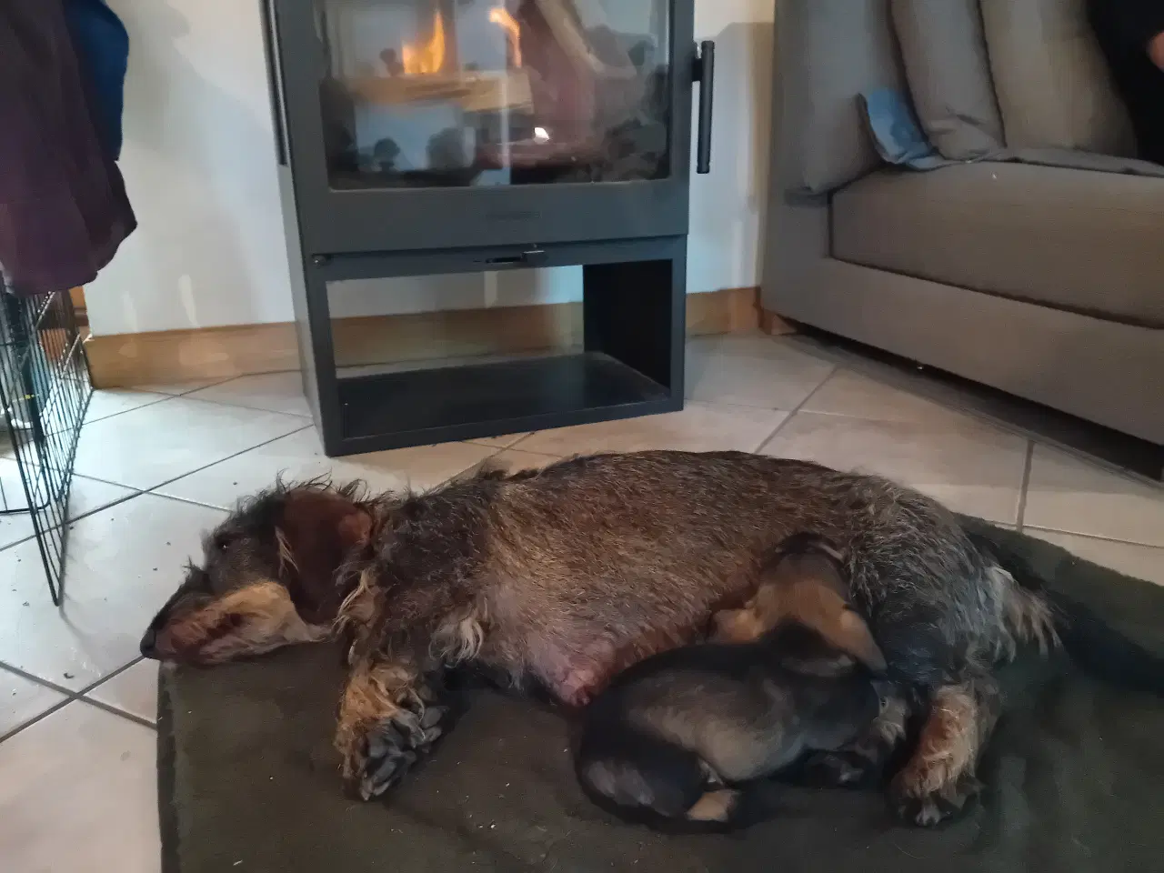 Billede 9 - Ruhåret gravhund 