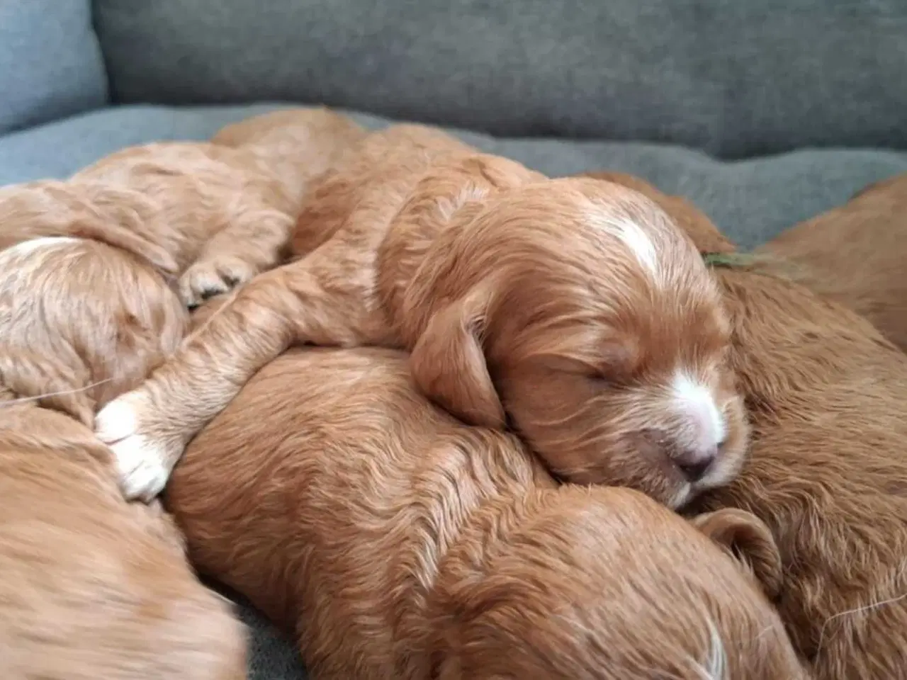 Billede 2 - Smukke cavapoo 
