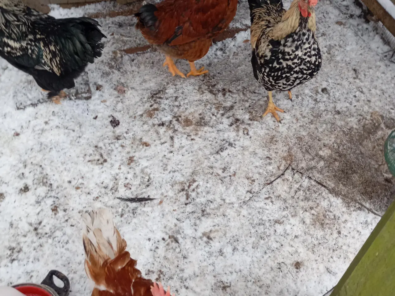 Billede 1 - Gratis unge haner