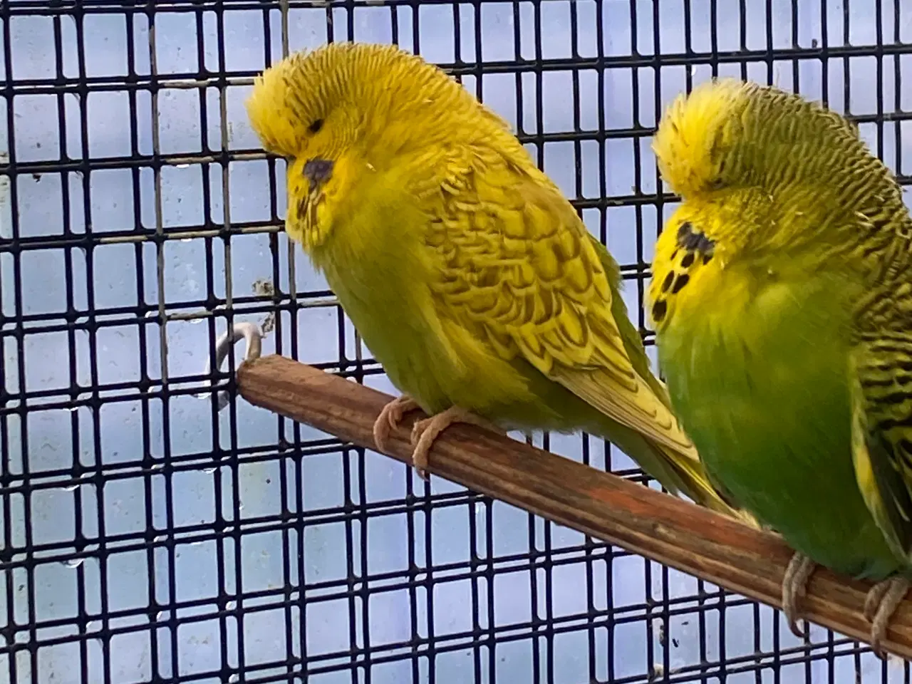 Billede 2 - Engelsk undulat 