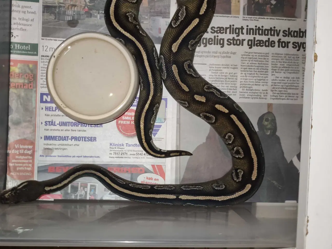 Billede 6 - Konge python avlsgruppe til pied avl 