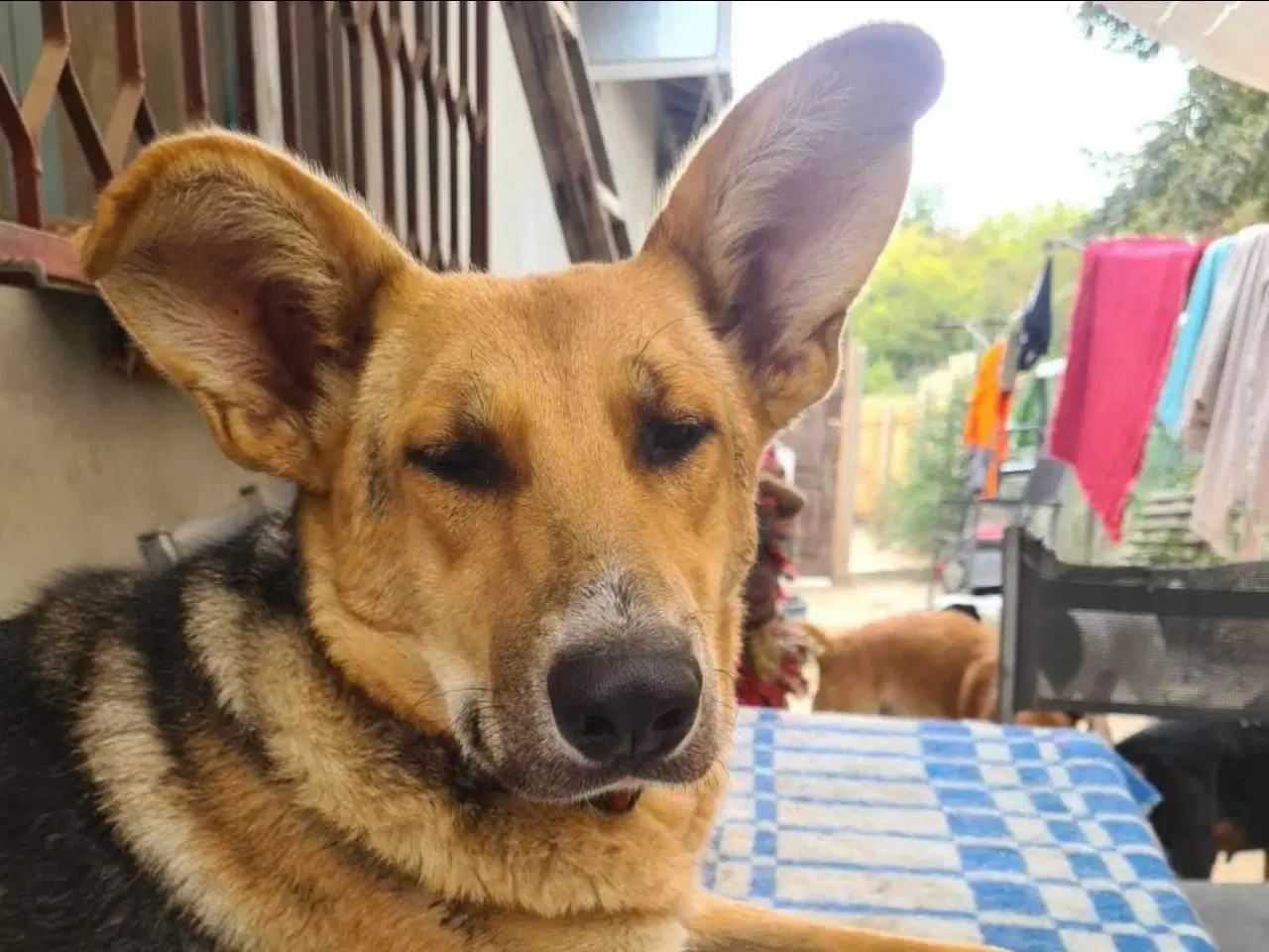 Billede 10 - Lillian søger sin hel egen familie