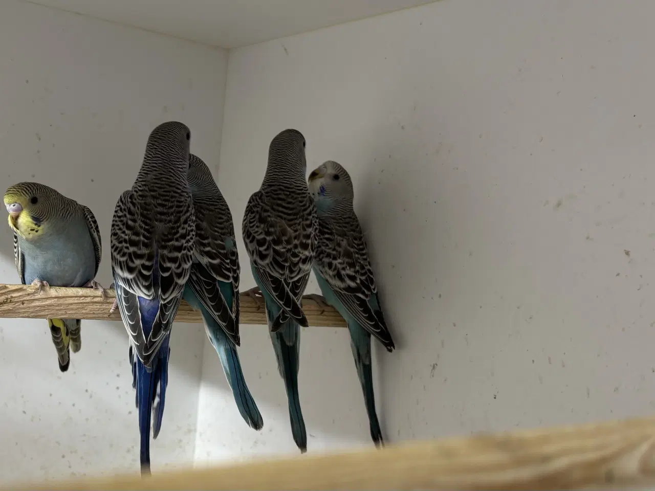 Billede 5 - Australske undulater 