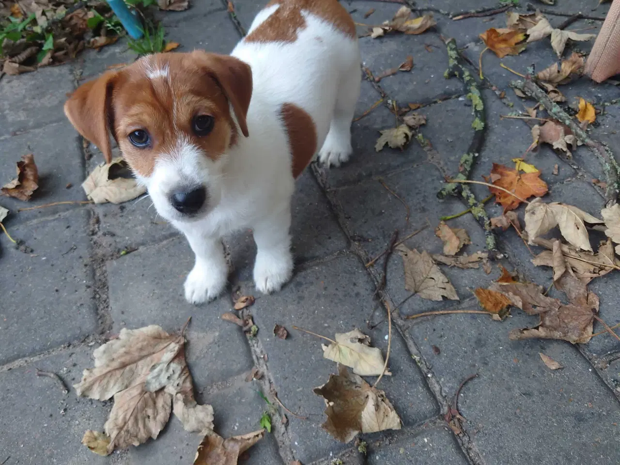 Billede 4 - Jack Russell hvalpe 