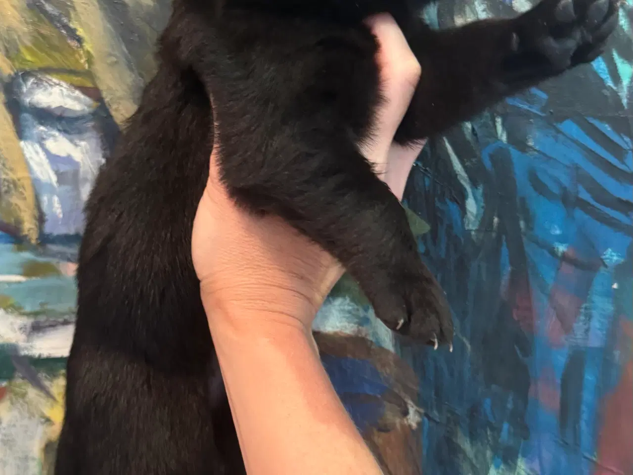 Billede 2 - Golden Retriever & Rottweiler mix