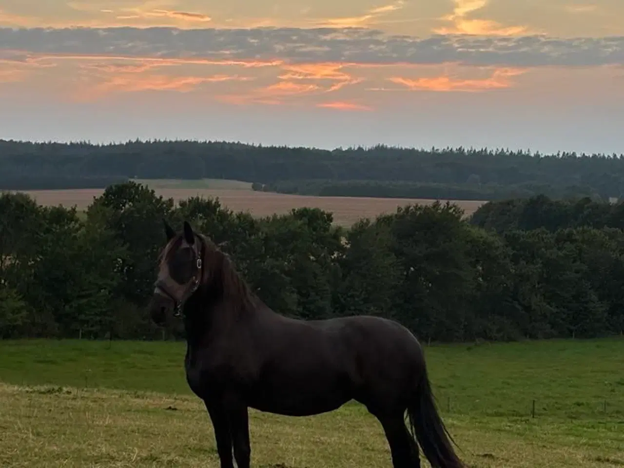 Billede 1 - Hest til salg