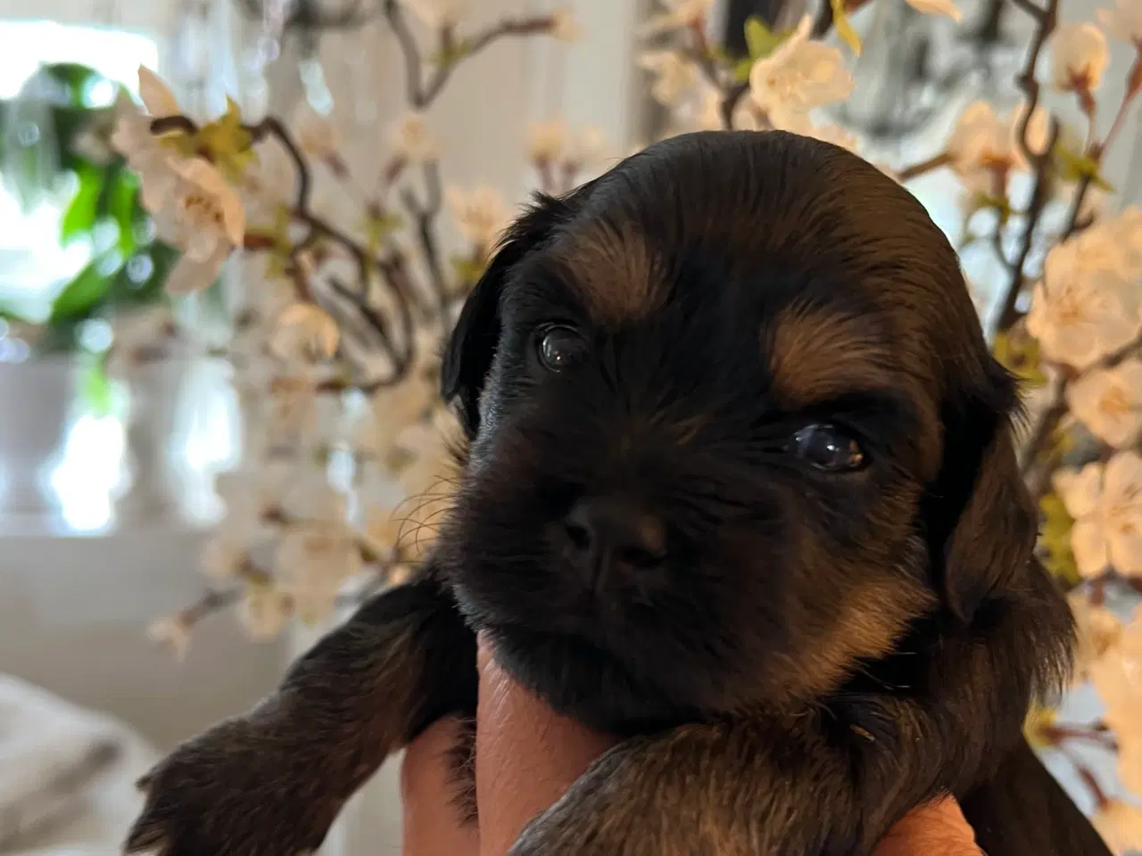 Billede 12 - Sødeste Bichon Havanais 