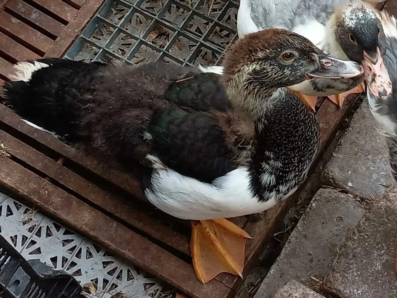 Billede 1 - Ællinger / ænder