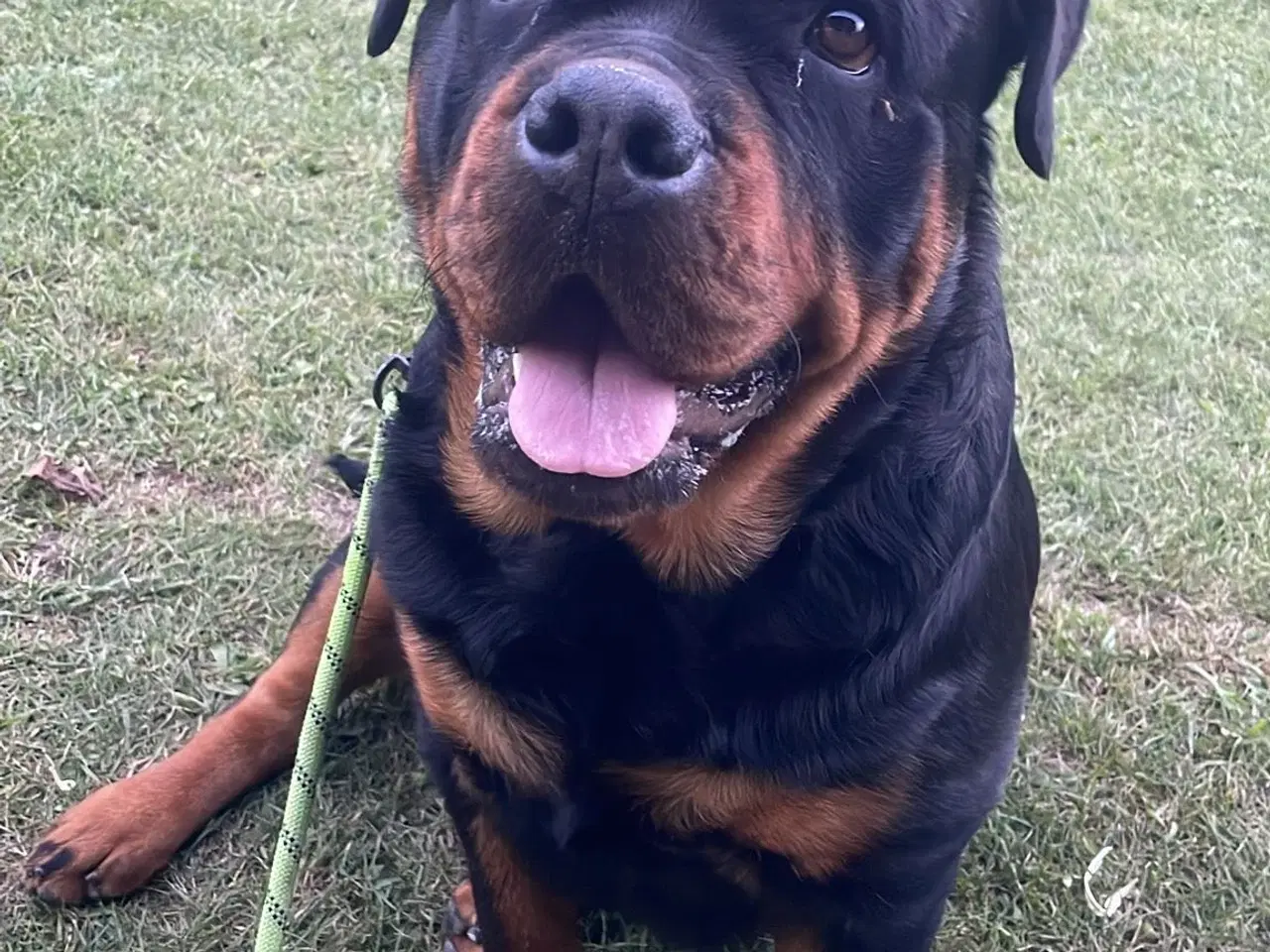 Billede 1 - Rottweiler tæve søger nyt hjem