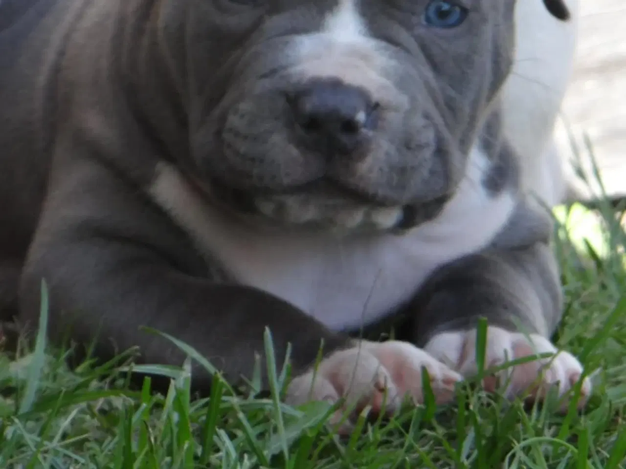 Billede 5 - American bully hvalpe 