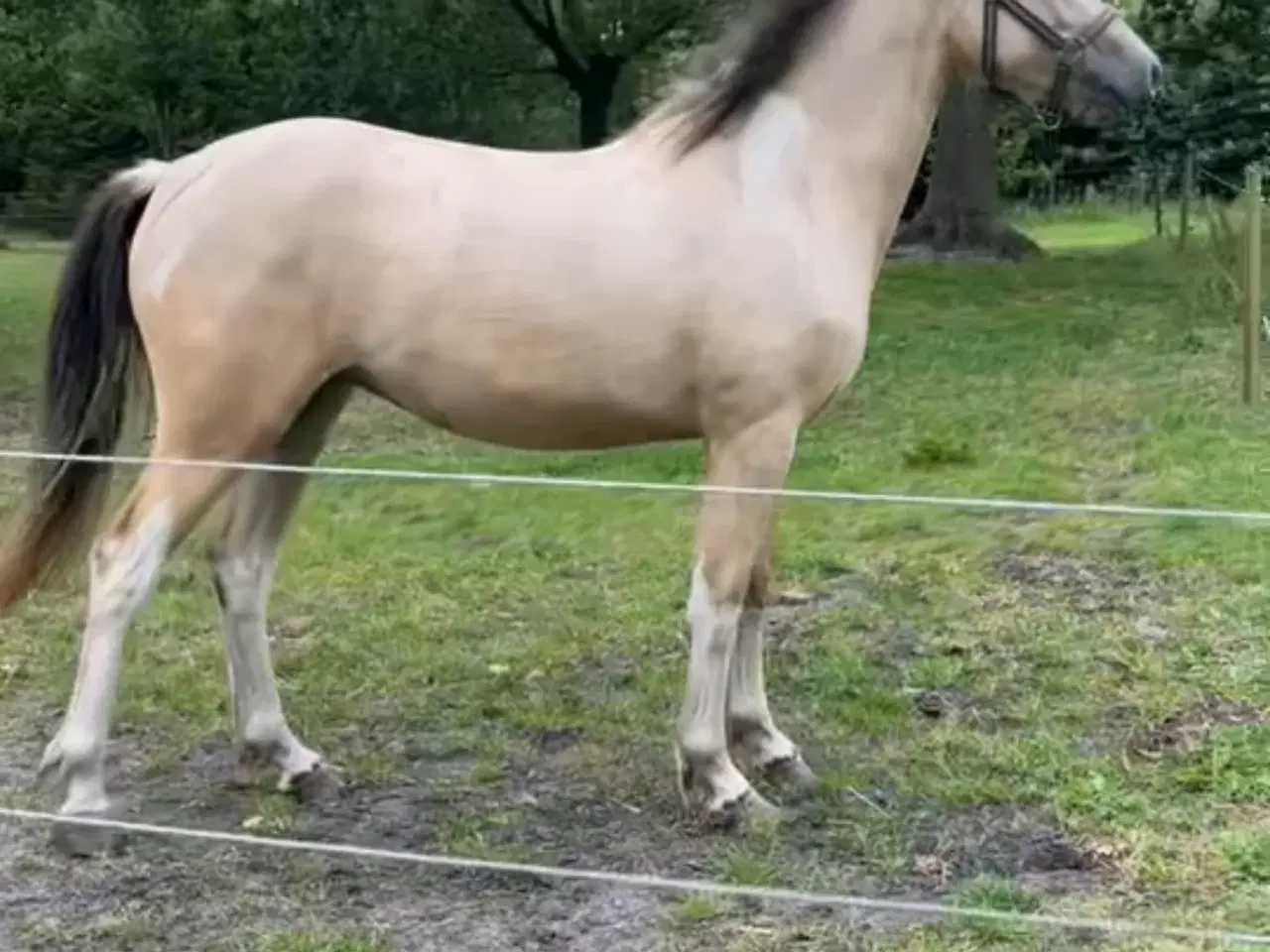 Billede 1 - Hoppe med unik farve