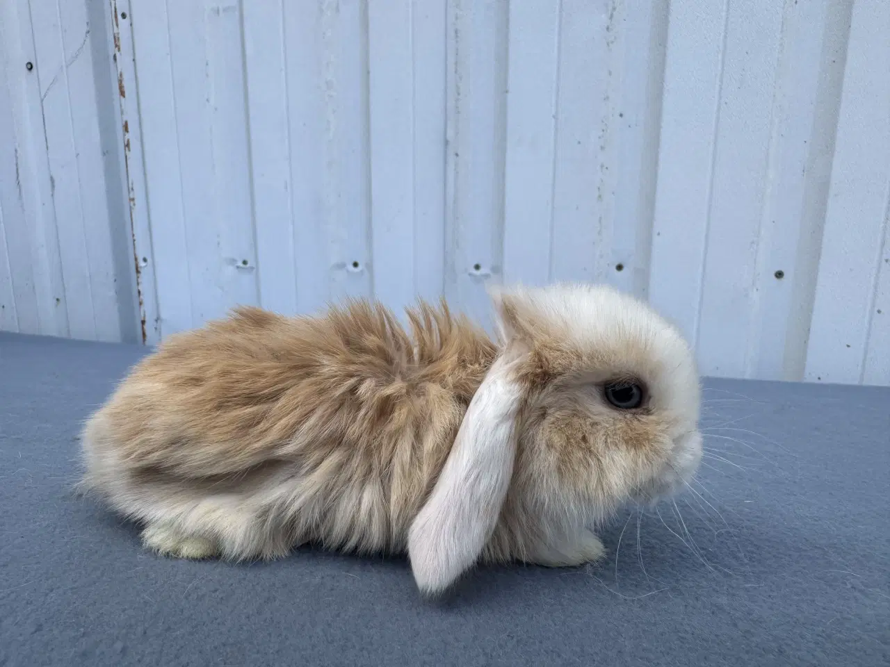 Billede 3 - Dværgvædder/Mini lop hankanin