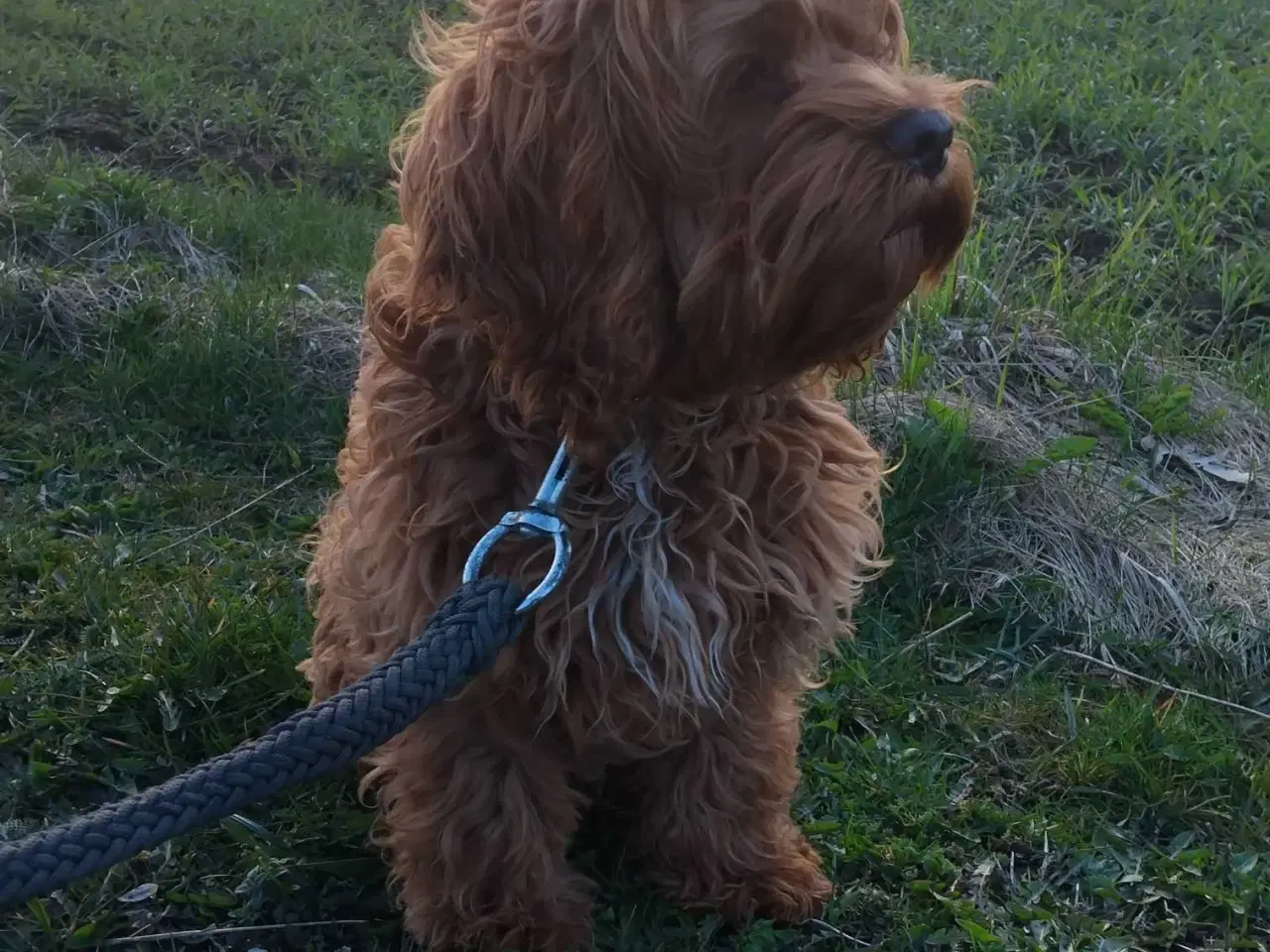 Billede 5 - Sødeste Cockapoo pige 