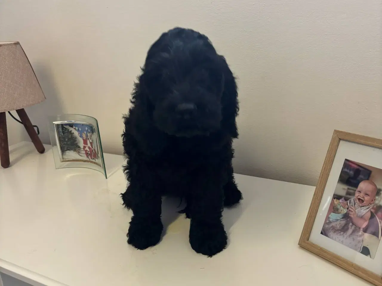 Billede 3 - Cockapoo hvalpe