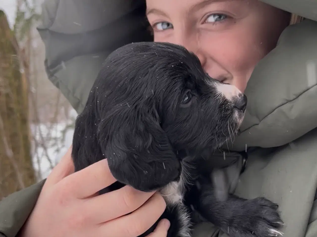 Billede 3 - Working Spaniel (FT)