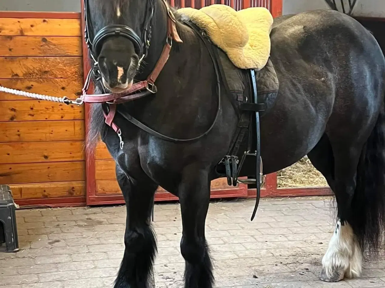 Billede 1 - Skøn Tinker/Irish Cob hoppe