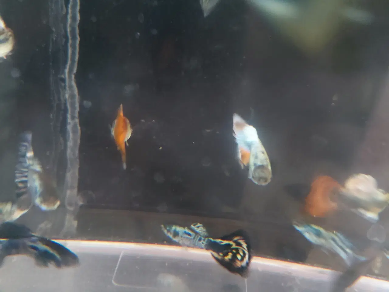 Billede 3 - Guppy 