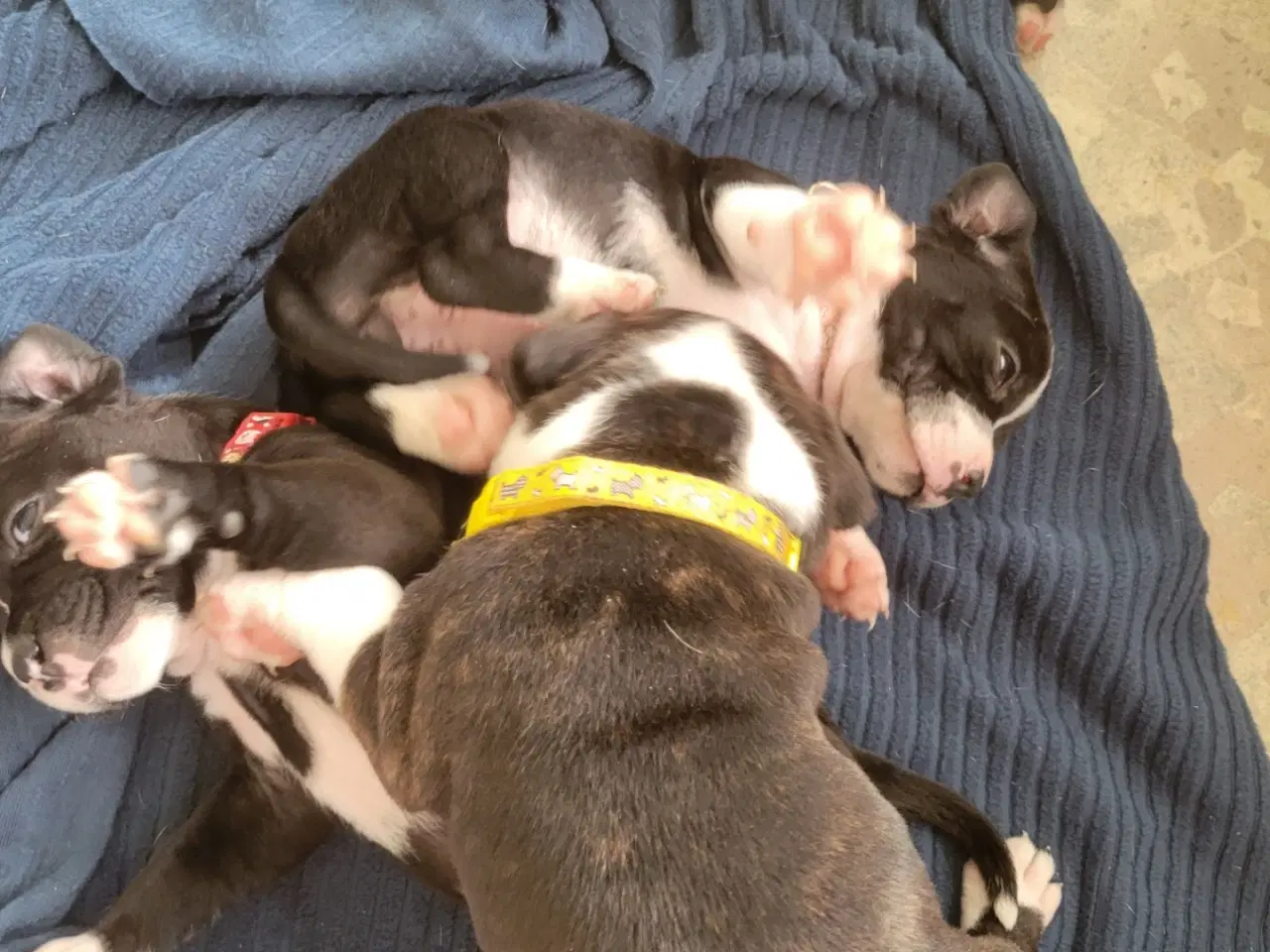 Billede 10 - Staffordshire Bull Terrier Hvalpe 5 uger